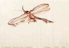 Libellenvariation 1. Sitzende kleine Moosjungfer. Vorzugsblatt