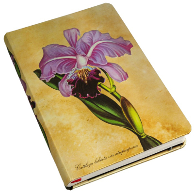 PAPERBLANKS Notizbuch Botanikmalerei Brasilianische Orchidee, mini unliniert