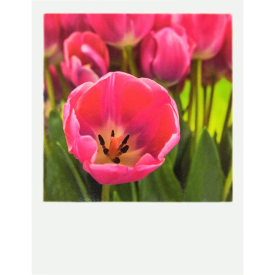 Polaroid-Postkarte Tulpen