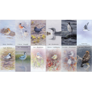 Taschenkalender Der illustrierte Vogelkalender 2024