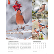 Kalender Vögel in unseren Gärten 2024