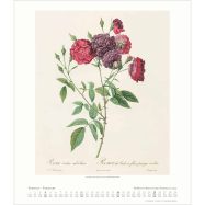 Kalender Botanisches Kabinett 2024 - Rosen - Redouté