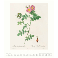 Kalender Botanisches Kabinett 2024 - Rosen - Redouté