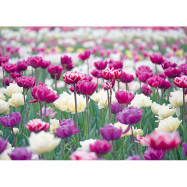 Postkarte Tulpen - Frühling Pink-Weiß