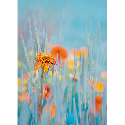 Postkarte Orange Echinacea - Sommer