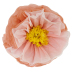 Seidenpapierblumen - 2er Set rosa-gelb