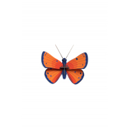 Stecktier Copper Butterfly - Schmetterling Feuerfalter