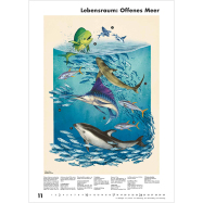 Kalender Das Museum des Meeres 2024