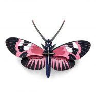 Stecktier Longwing Butterfly - Langflügel Schmetterling