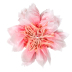 Seidenpapierblumen - 2er Set Kirschblüte