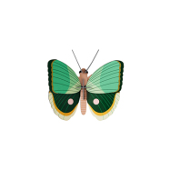 Stecktier Fern Striped Butterfly - Gestreifter Schmetterling