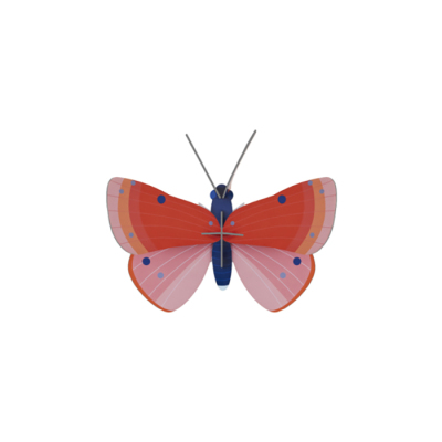 Stecktier Speckled Copper Butterfly - Schmetterling Feuerfalter
