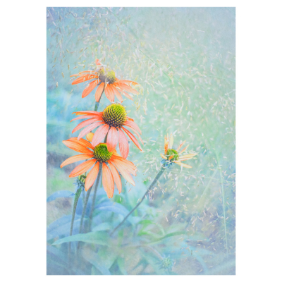 Postkarte Echinacea und Gräser