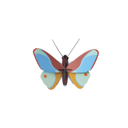 Stecktier Claudina Butterfly - Claudina Schmetterling