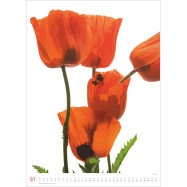 Kalender Flora 2024 - Tan Kadam